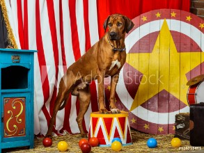 Bild på Rhodesian Ridgeback circus actor in front of a target